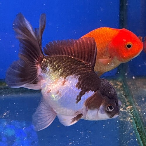 Fish for Sale Queensland Pet City